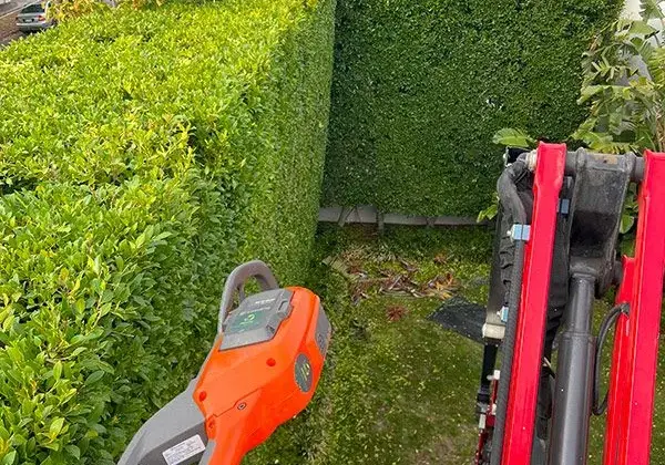 hedging-cutting.jpg