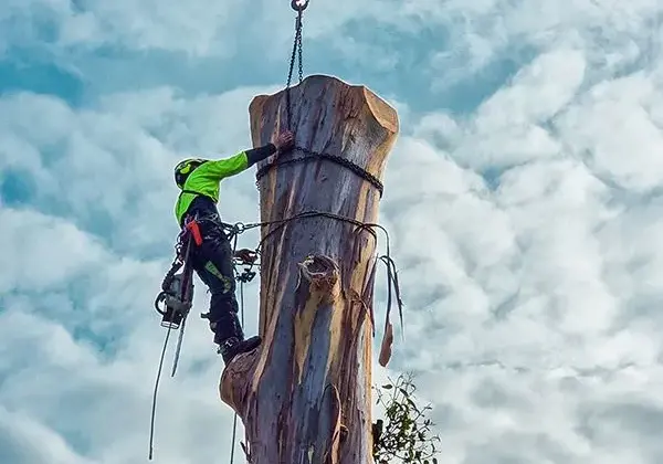 tree-surgery.jpg